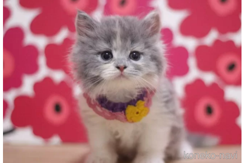 成約済の東京都のブリティッシュショートヘア-105339の1枚目